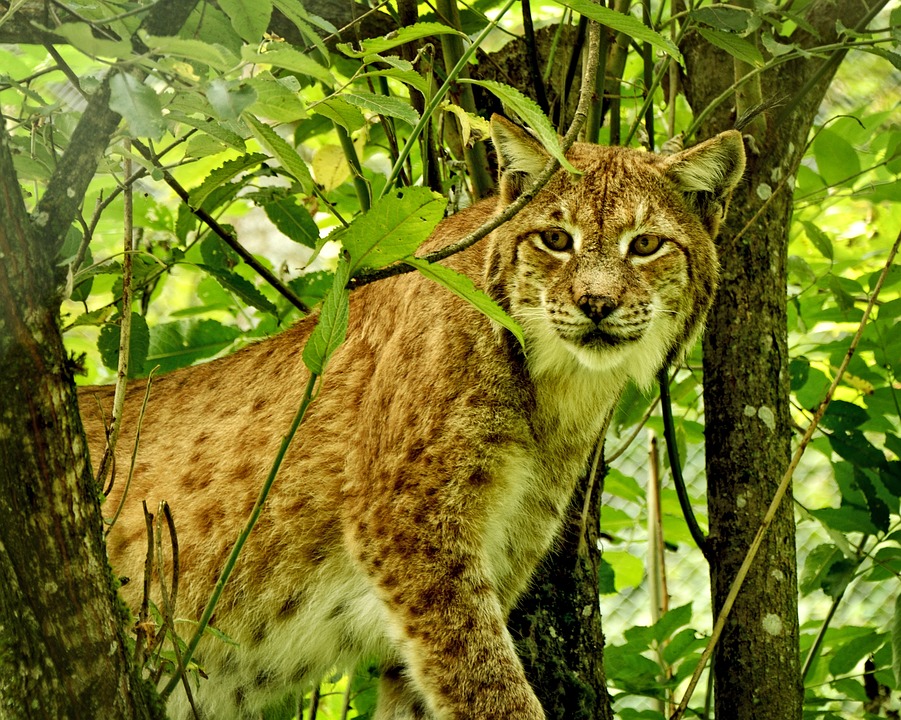 lynx-899122_960_720[1]