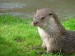 Otter_in_Southwold[1]